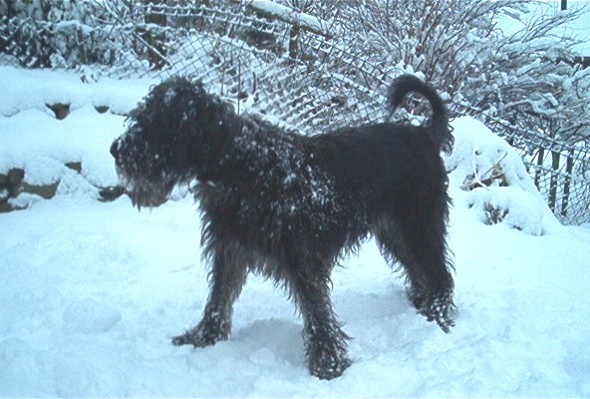 Riesenschnauzer im Schnee